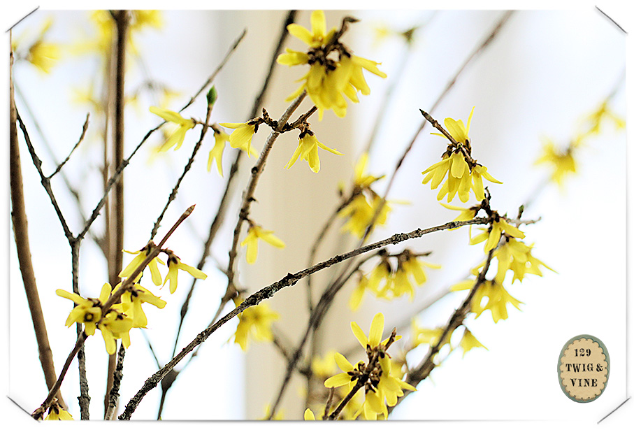 forced forsythia blooms